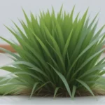 🌱Rimuovere macchie di erba e verde: metodi efficaci